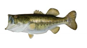 Mexico Bass Fishing